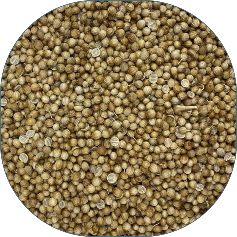 Sezgin Baharat Toptan Tane Kişniş 25 KG