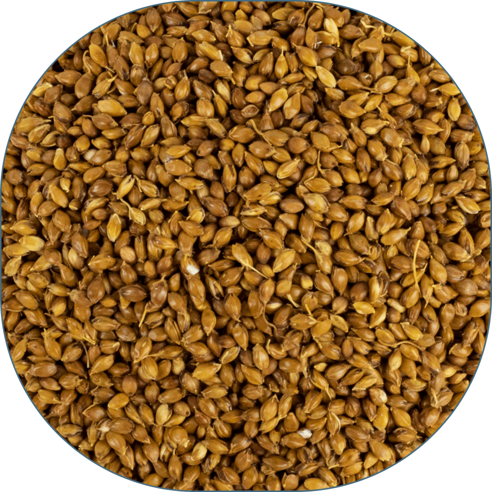 Sezgin Baharat Toptan Süpürge Tohumu 25 KG