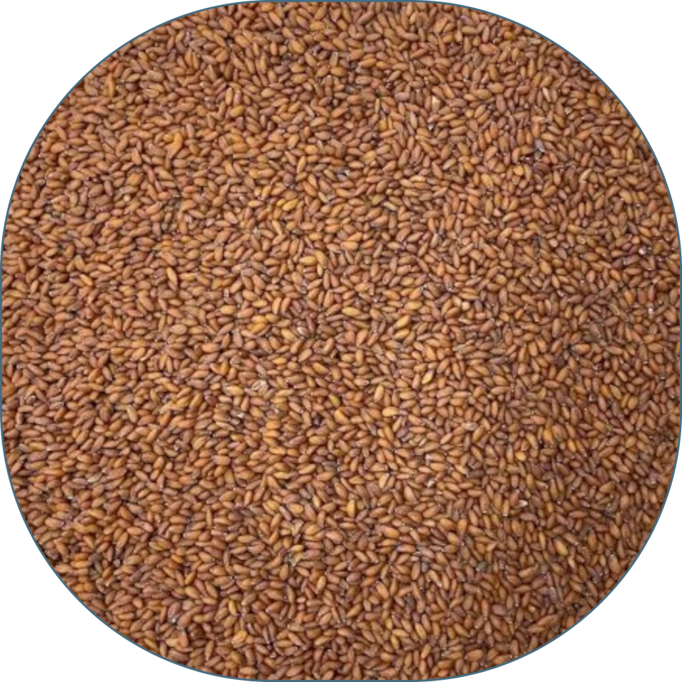 Sezgin Baharat Toptan Tere Tohumu 25 KG