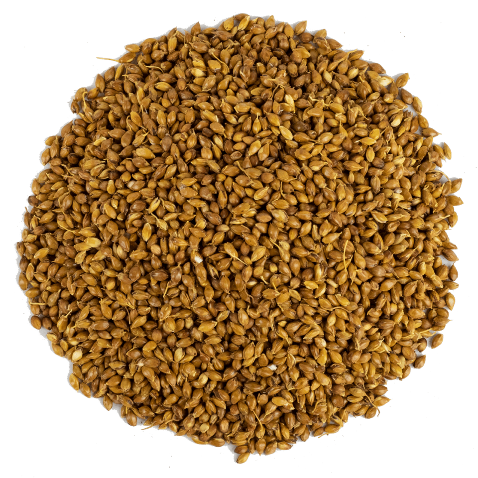 Sezgin Baharat Toptan Süpürge Tohumu 1KG