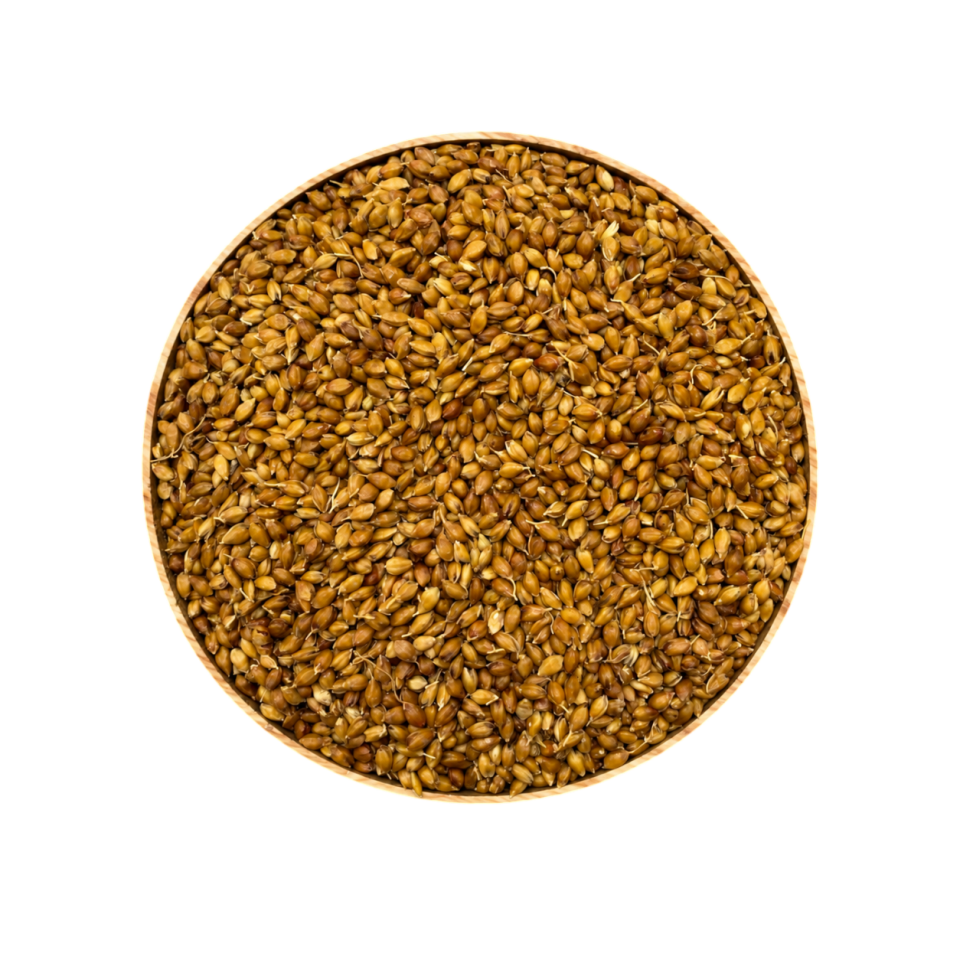 Sezgin Baharat Toptan Süpürge Tohumu 1KG